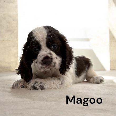 puppy, for, sale, Cocker Spaniel, Joe & Cherri  Overlease, dog, breeder, Miller, MO, dog-breeder, puppy-for-sale, forsale, nearby, find, puppyfind, locator, puppylocator, aca